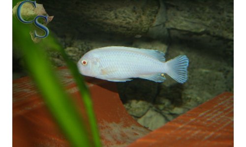 Pseudotropheus socolofi albino